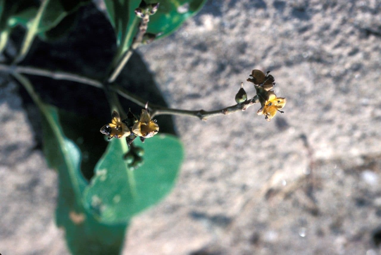 Avicennia