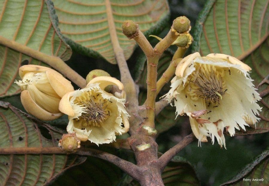 Elaeocarpus 9