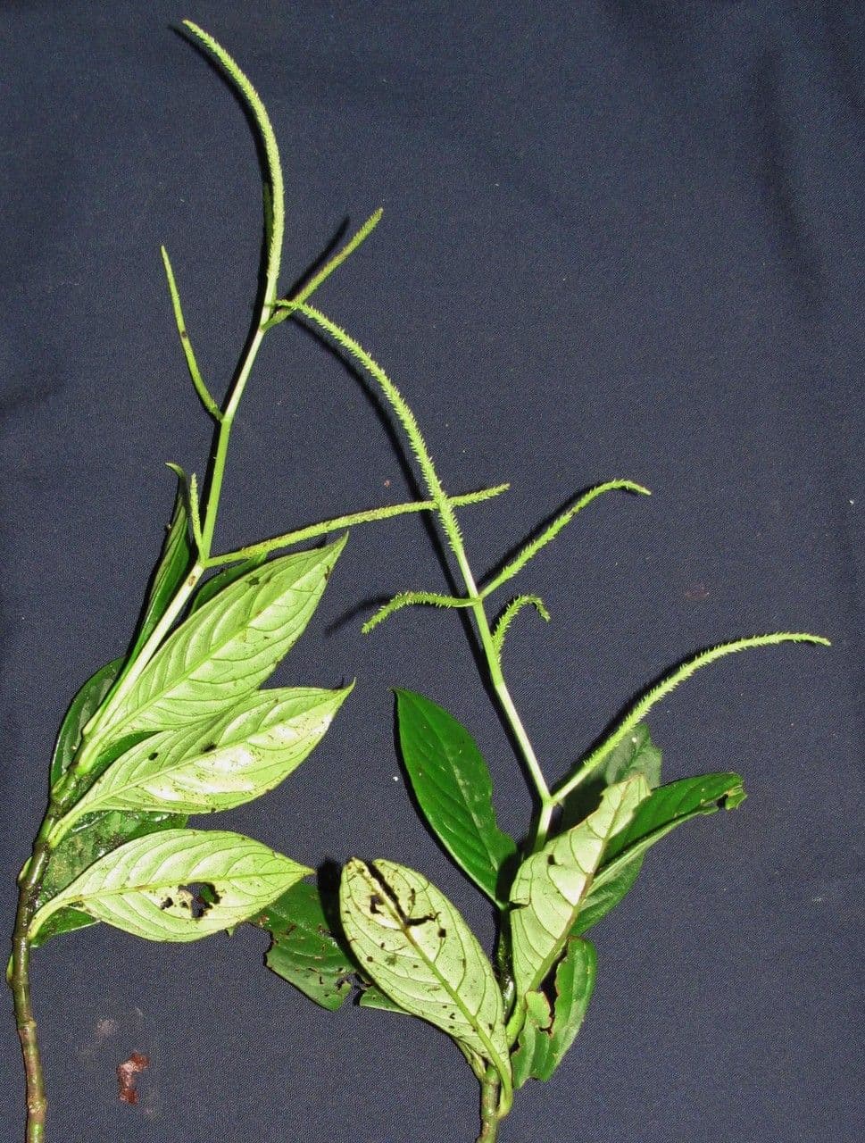 Peperomia 3