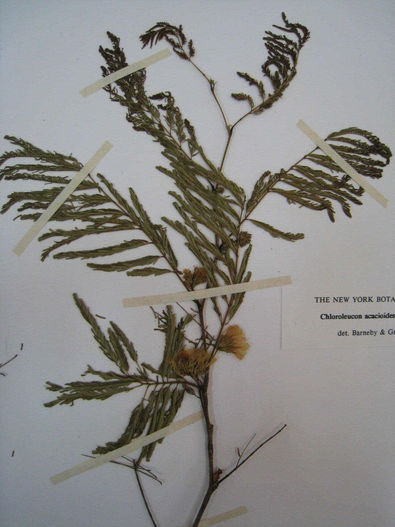 Chloroleucon 4