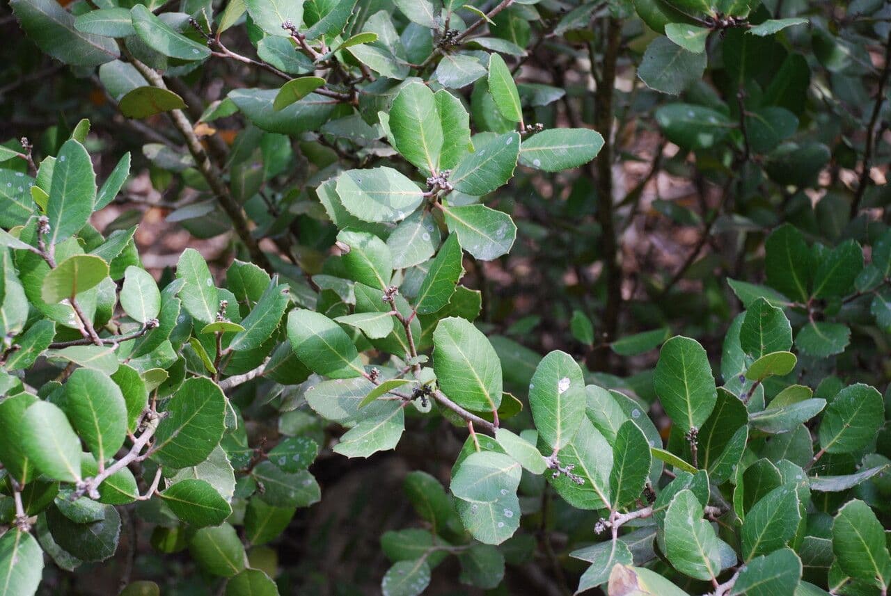 Sumac citronový 10