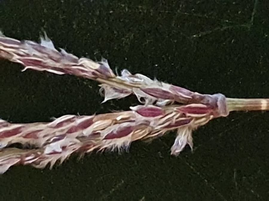 Digitaria 3