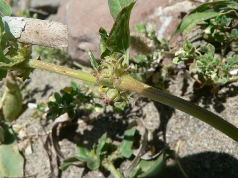 Abreojos 24