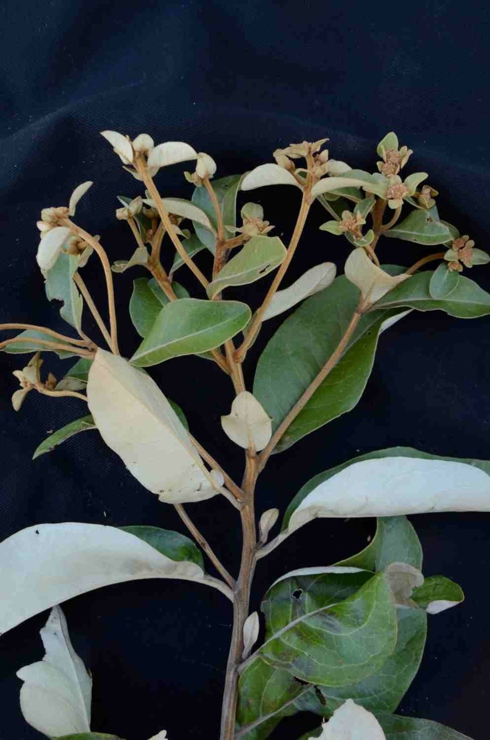 Eremanthus 9