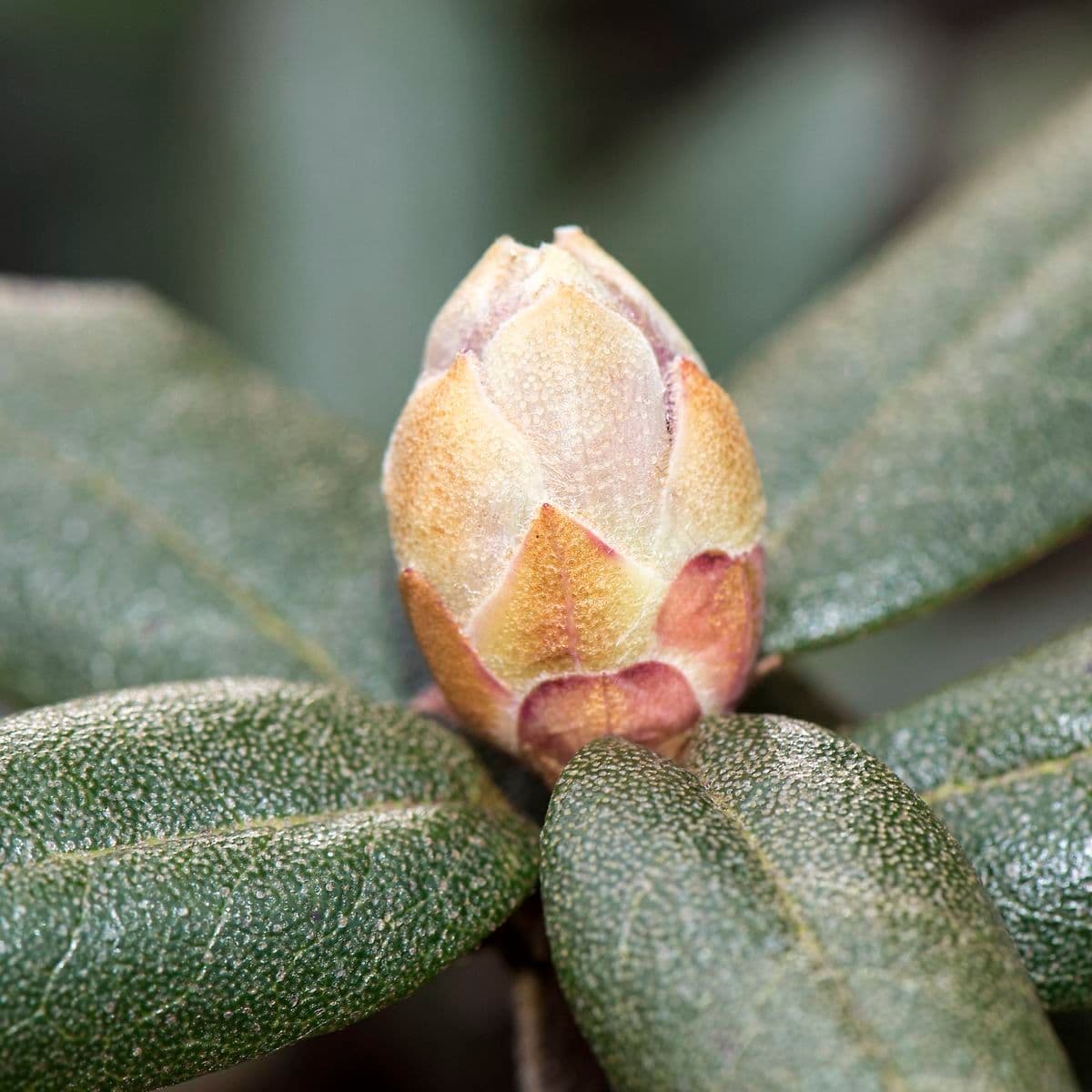 Rododendro 19