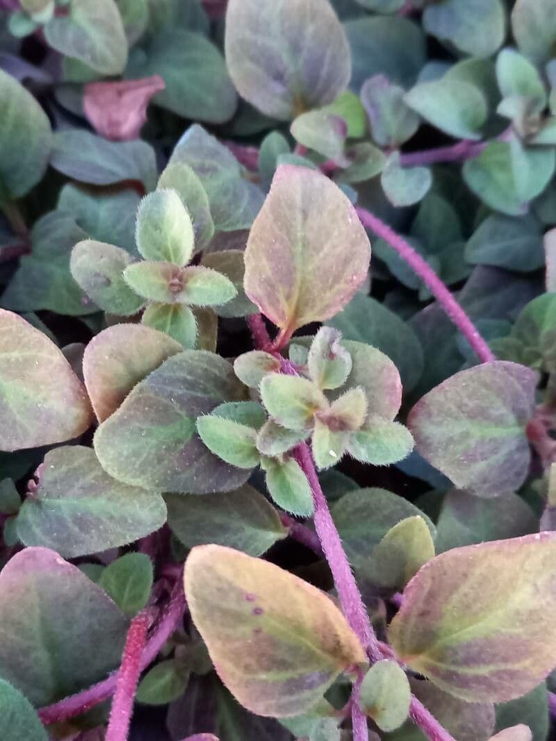 Lysimachia congestiflora 11