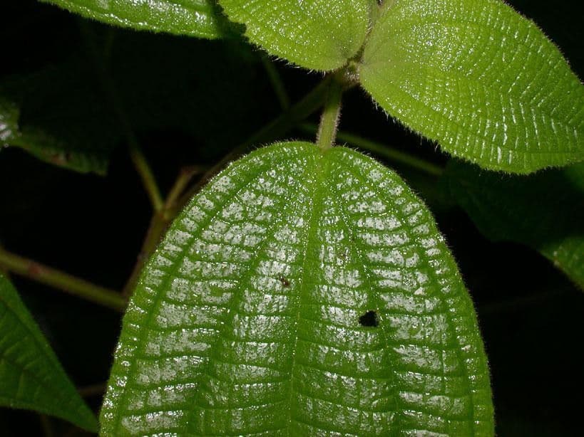 Miconia 11