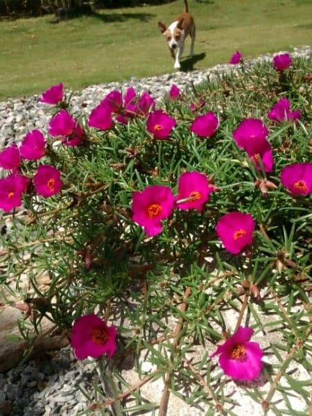 Flor de once horas 9