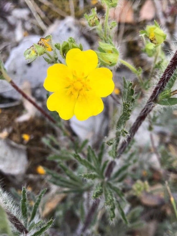 Potentilla eptafilla 4