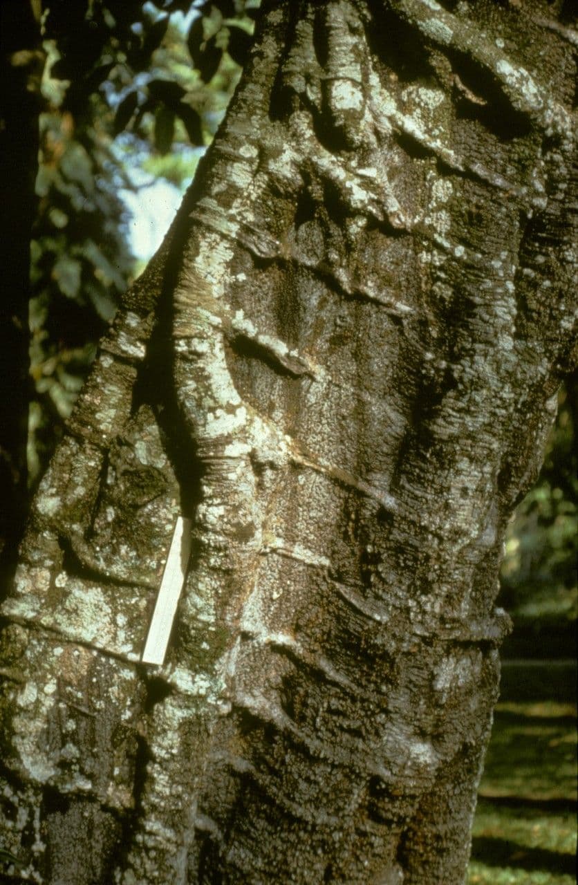 Gnetum gnemon 22