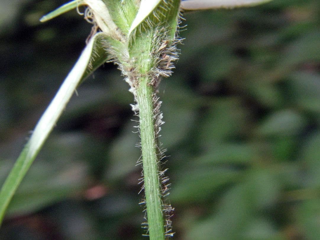 Rhynchospora 23