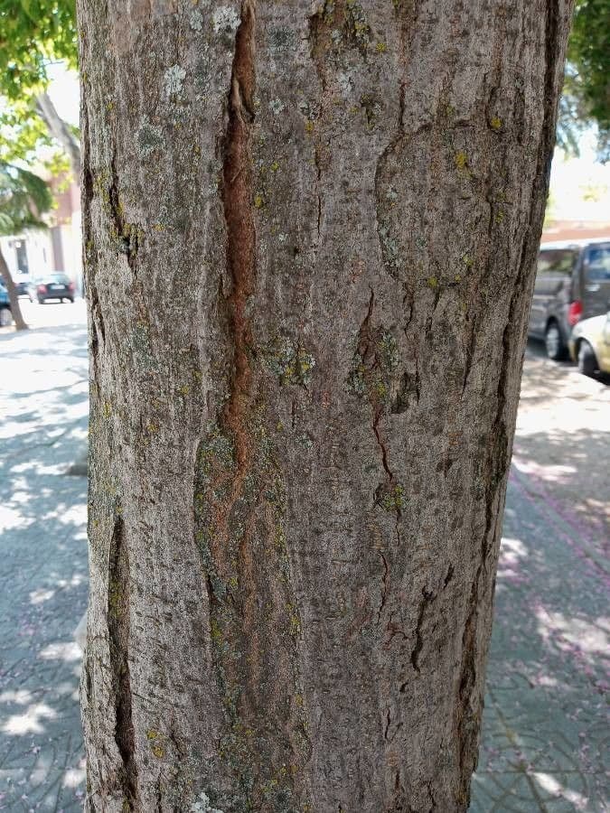 Robinia ispida 22