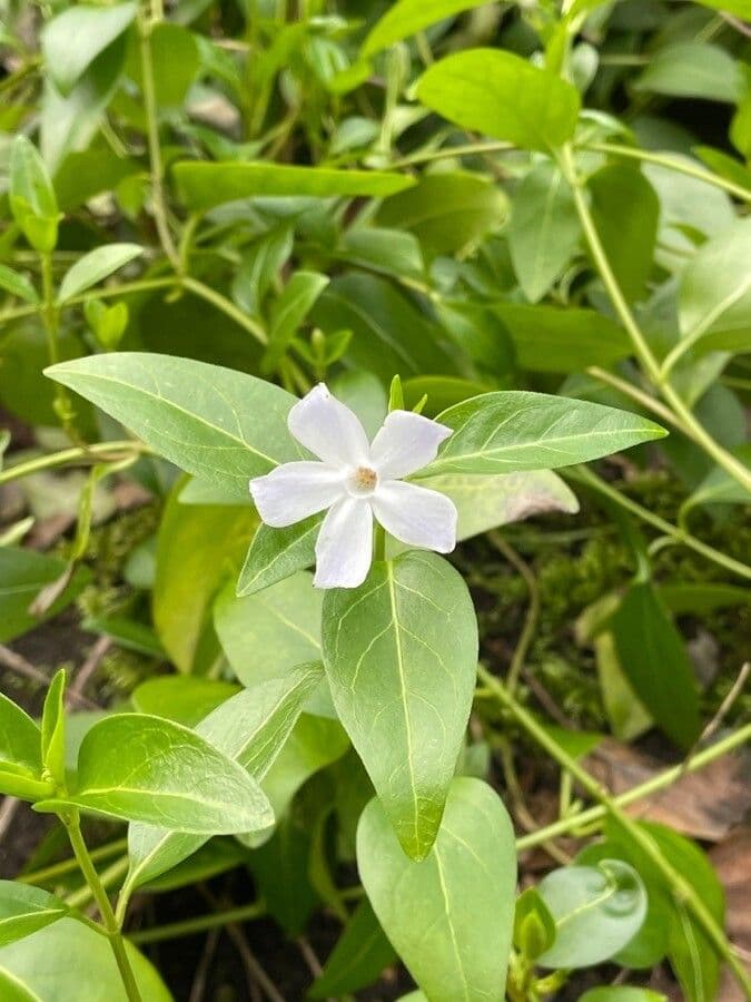 Pervinca difforme 15