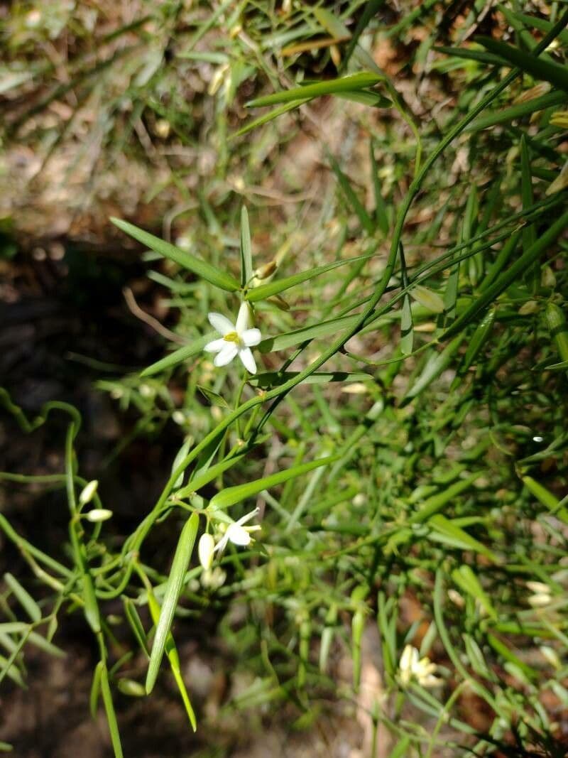 Geitonoplesium cymosum 5