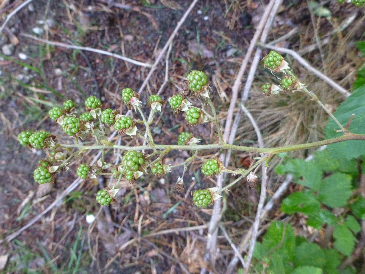 Berg-Brombeere 3