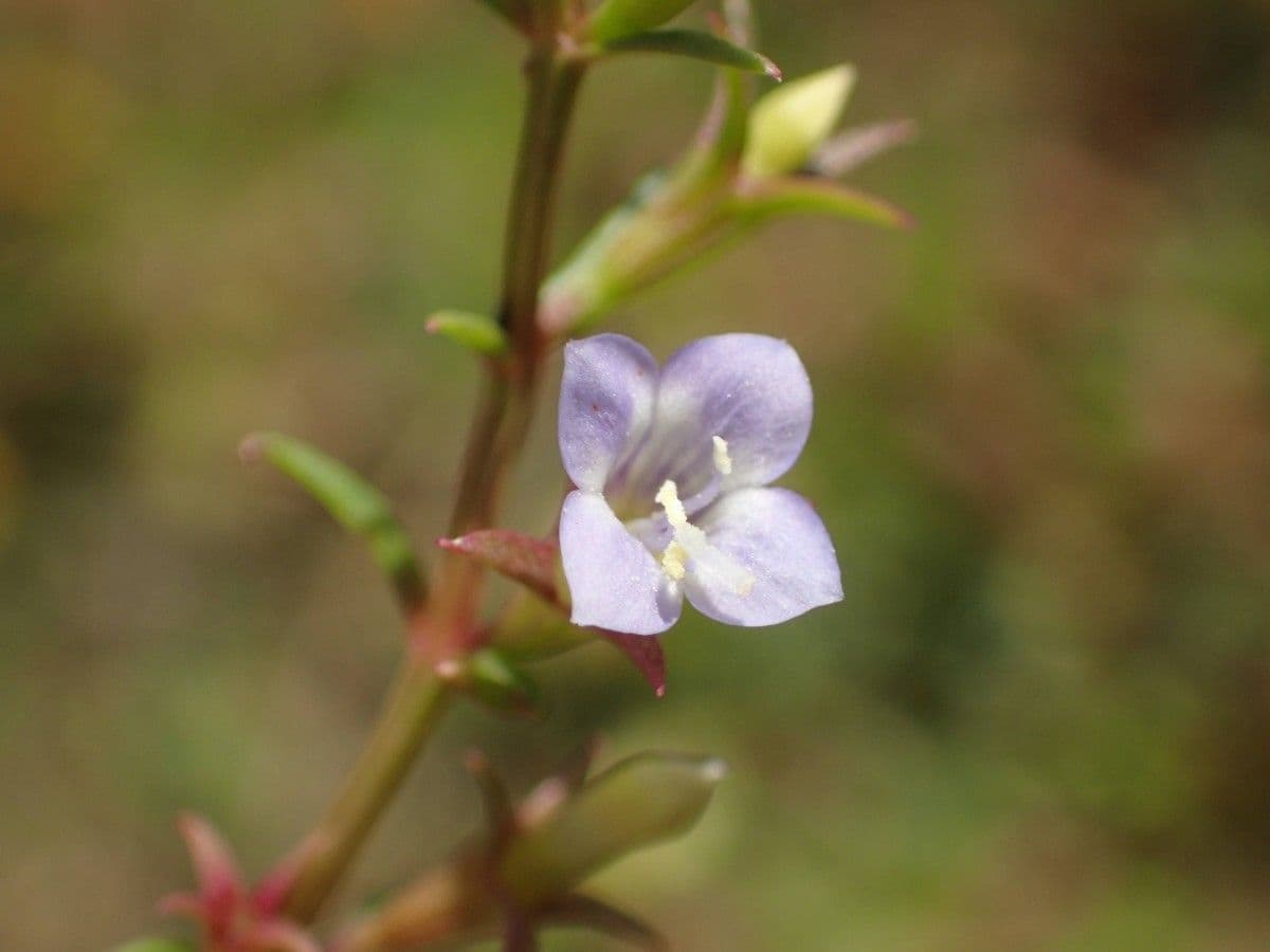 Neurotheca 5
