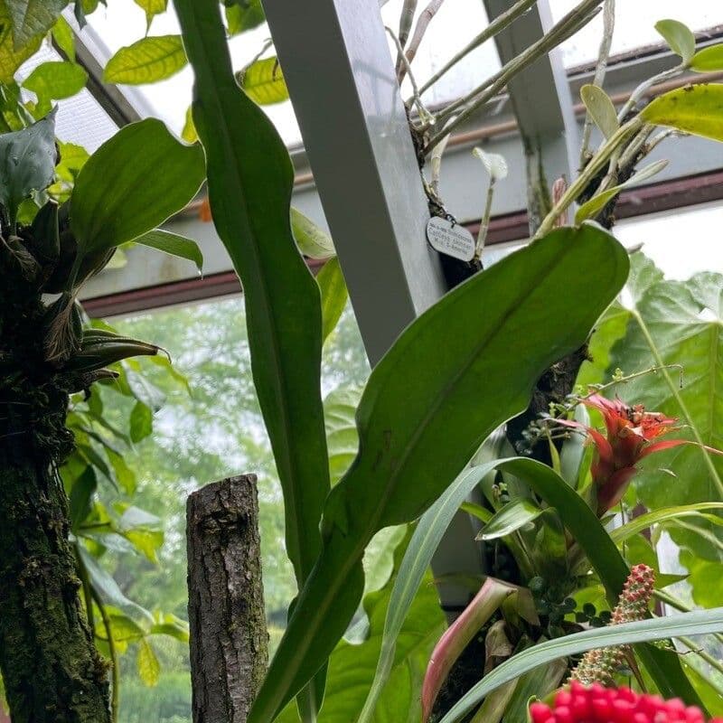 Anthurium di Baker 4