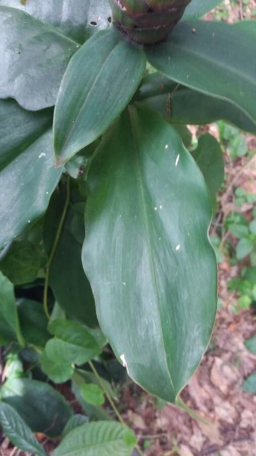 Costus 15