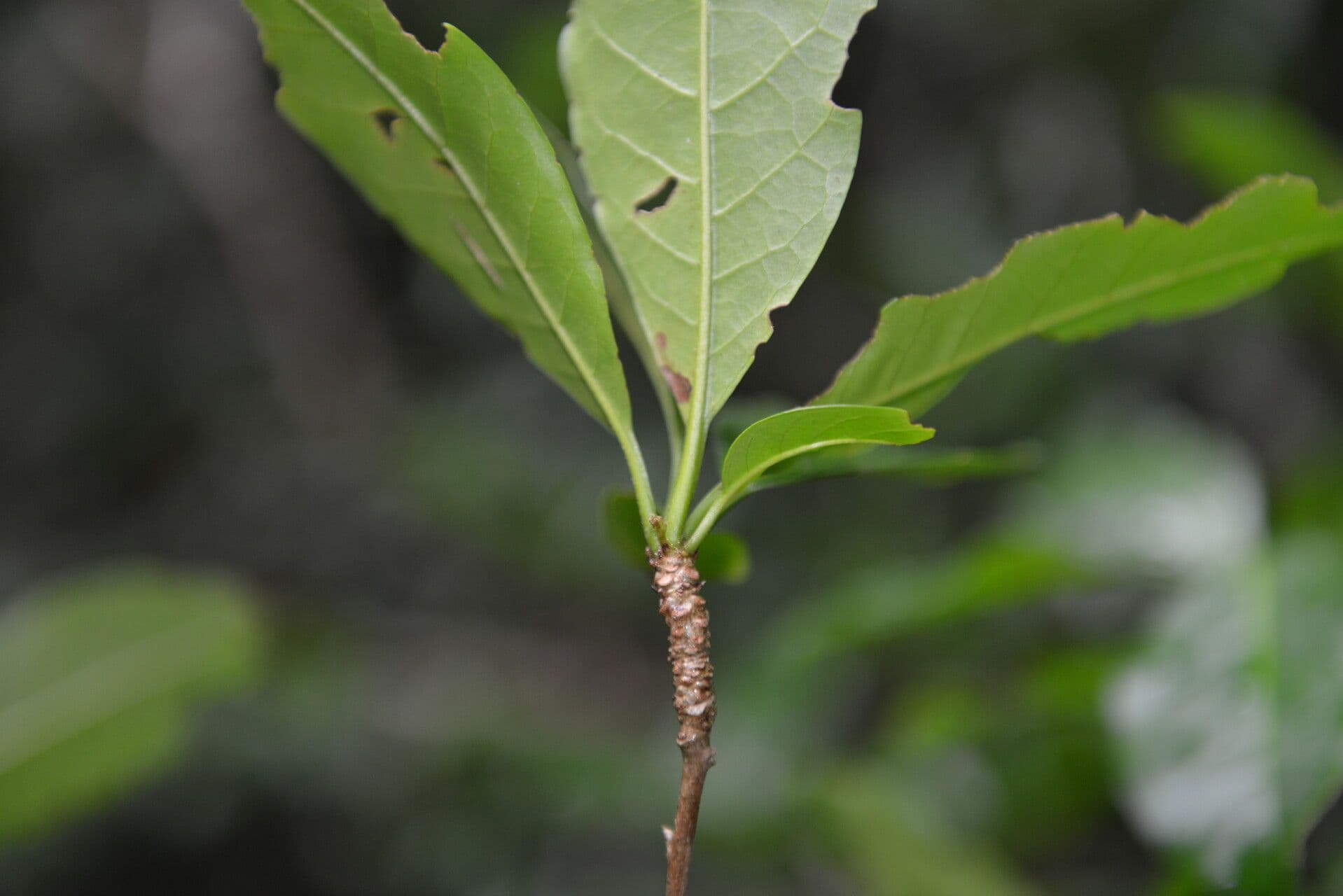 Rochefortia 8