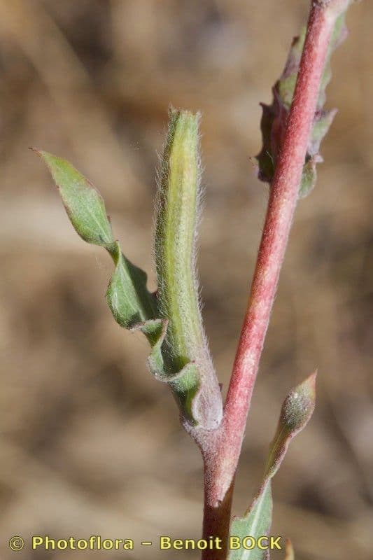 Enagra 5