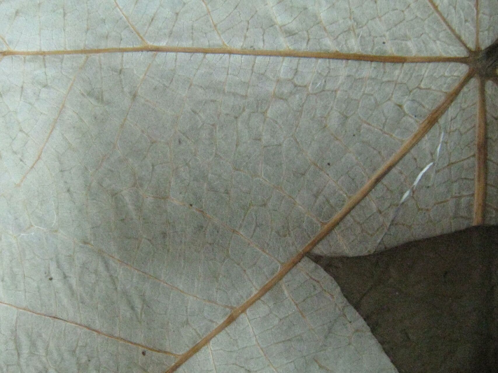 Cecropia 5