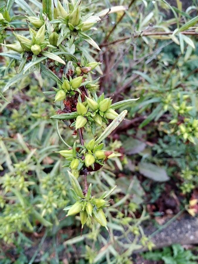 Busch-Honeysuckle 2