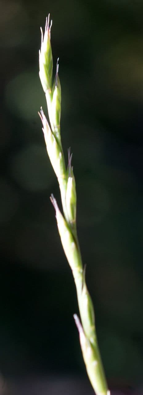 Festuca di Lachenal 9