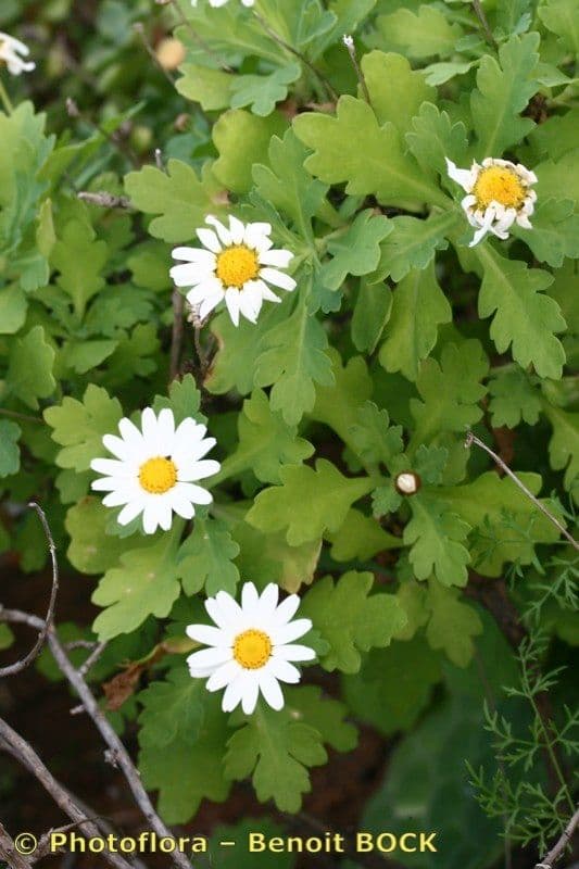 Argyranthemum 4
