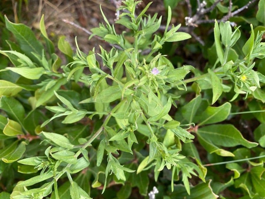 Trichostema 10