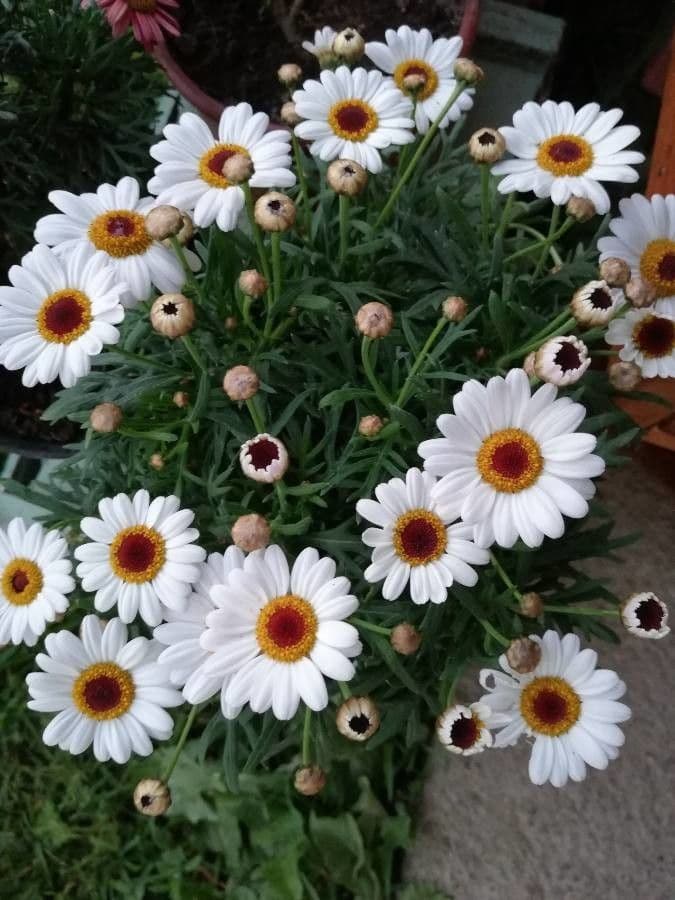 Rhodanthemum 3