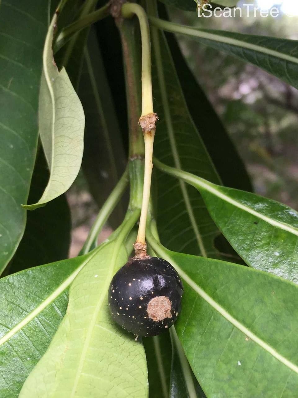 Rauvolfia 5