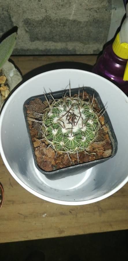 Cactus cervello 15