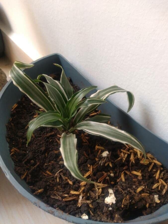 Dracaena 2