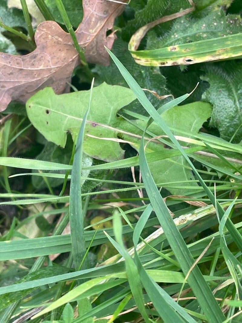 Radicchiella autunnale 19