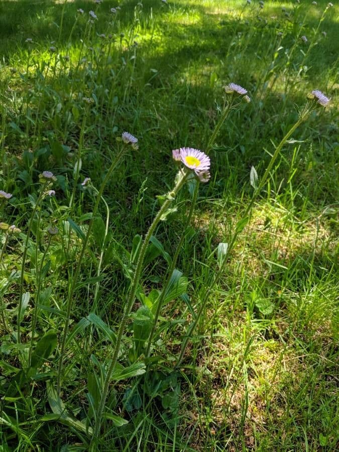 Erigeron 10