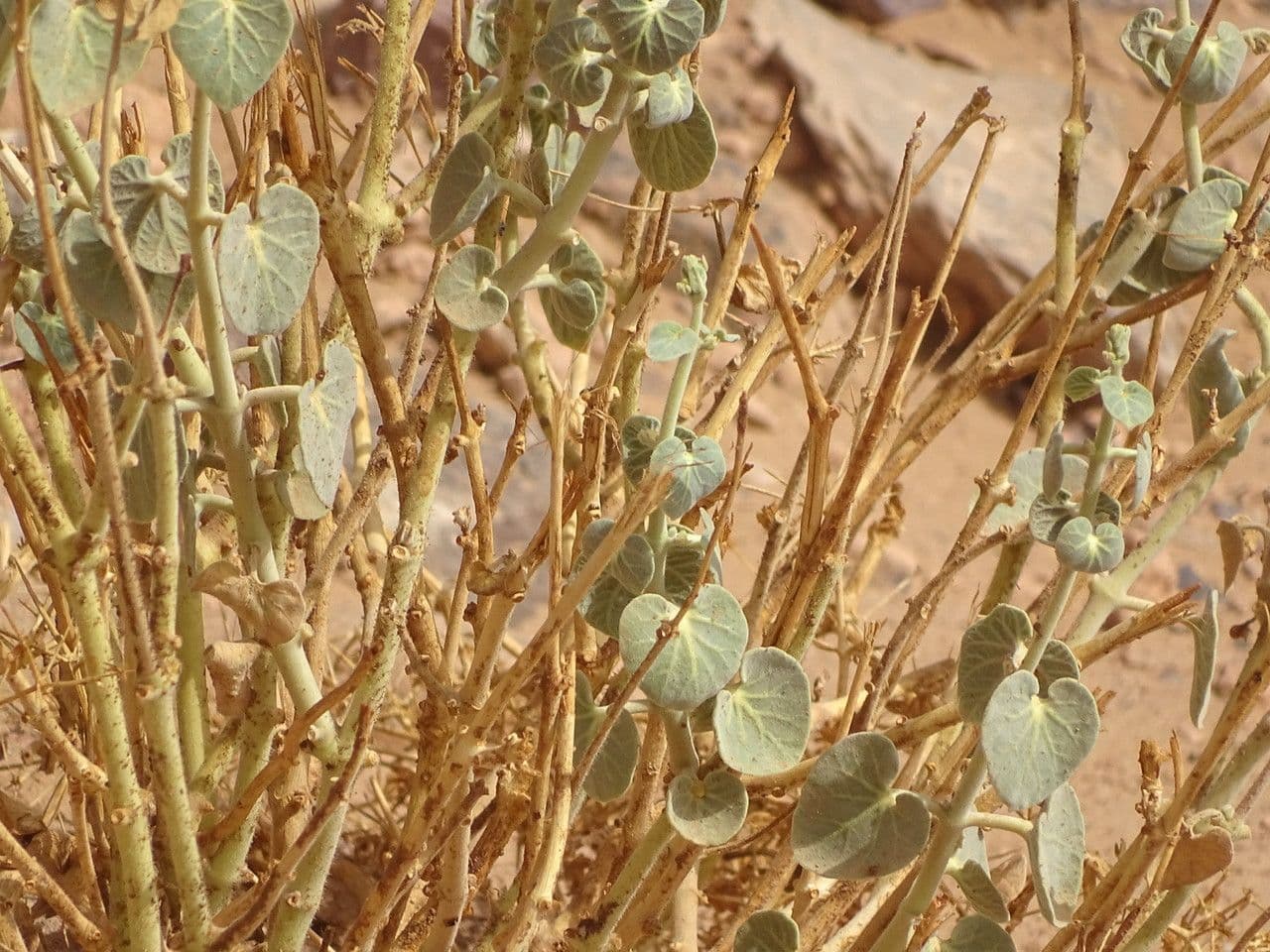 Pergularia tomentosa 17