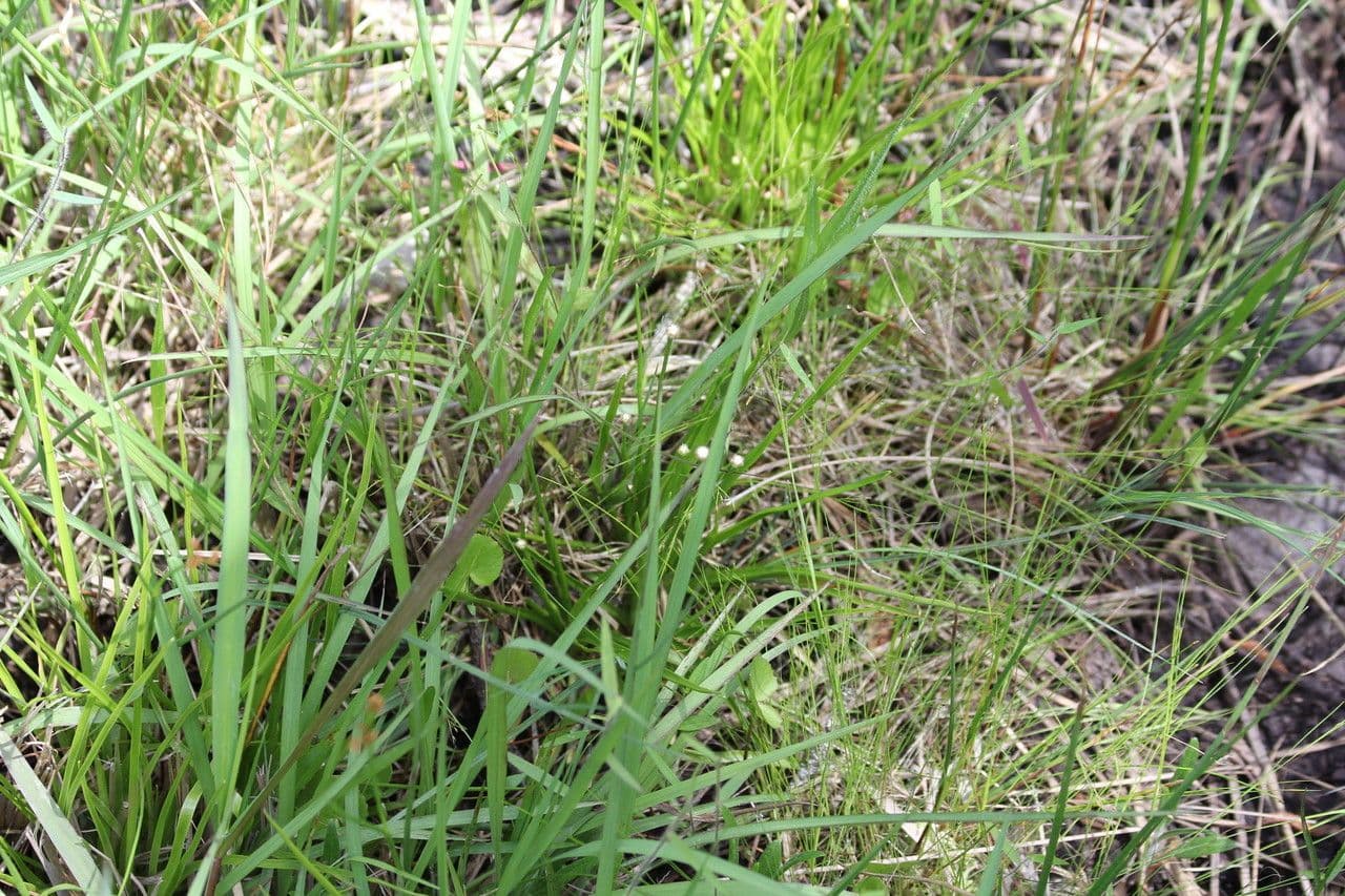 Eriocaulon 2