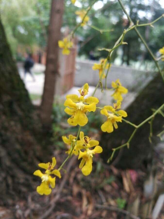 Oncidium ptasiodziobe 5