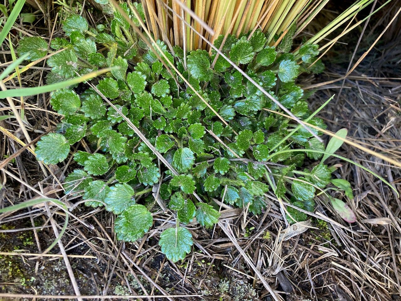 Azorella crenata 4