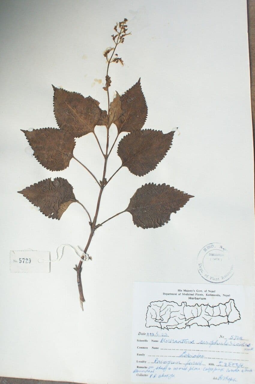 Isodon 9