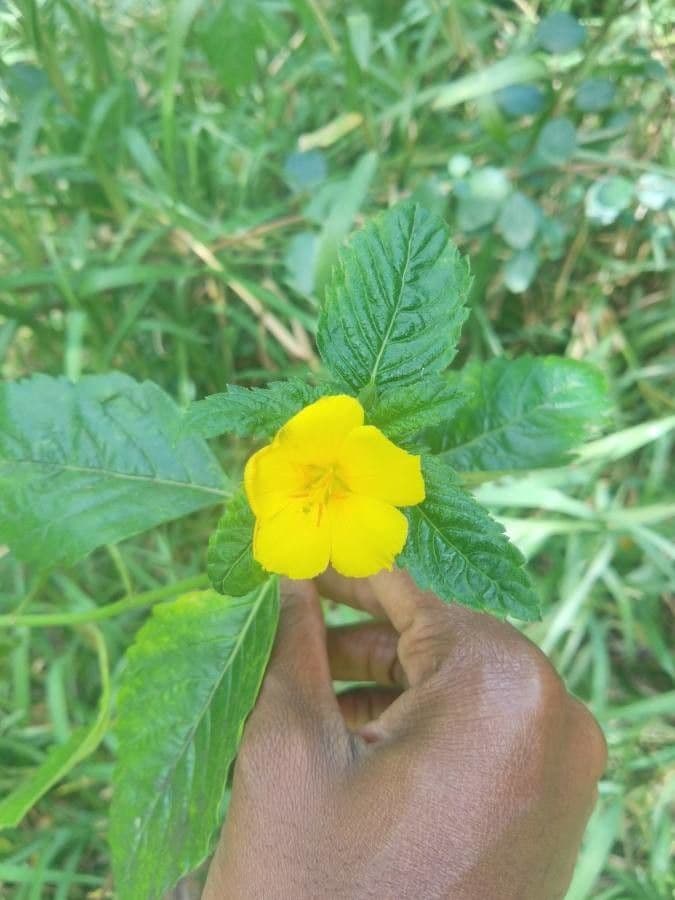 Turnera diffusa 17