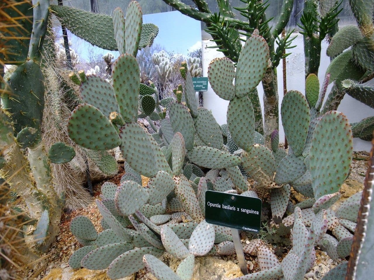 Opuntia basilaris 11