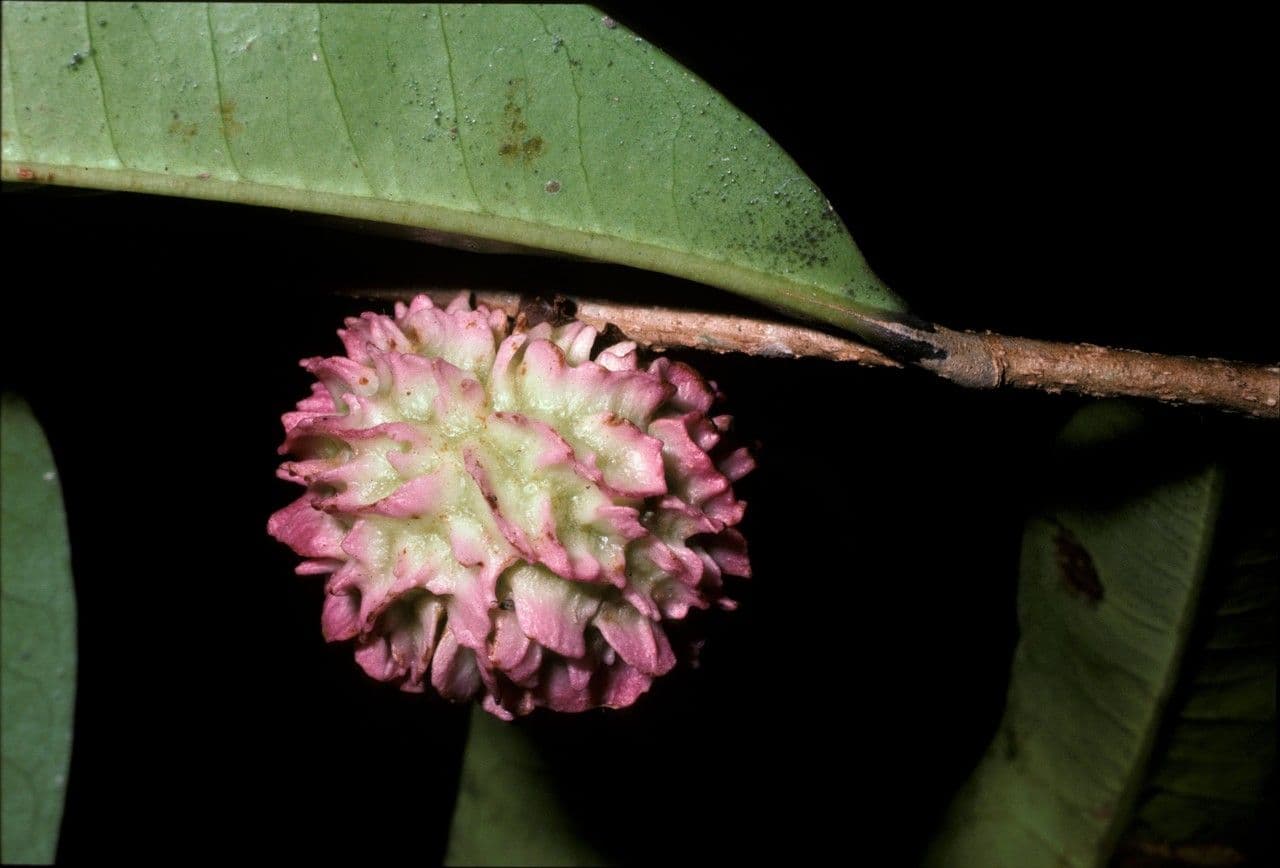 Neoptychocarpus 2