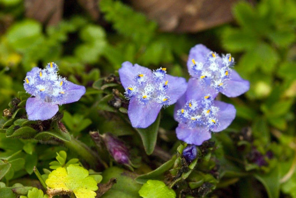 Cyanotis 5
