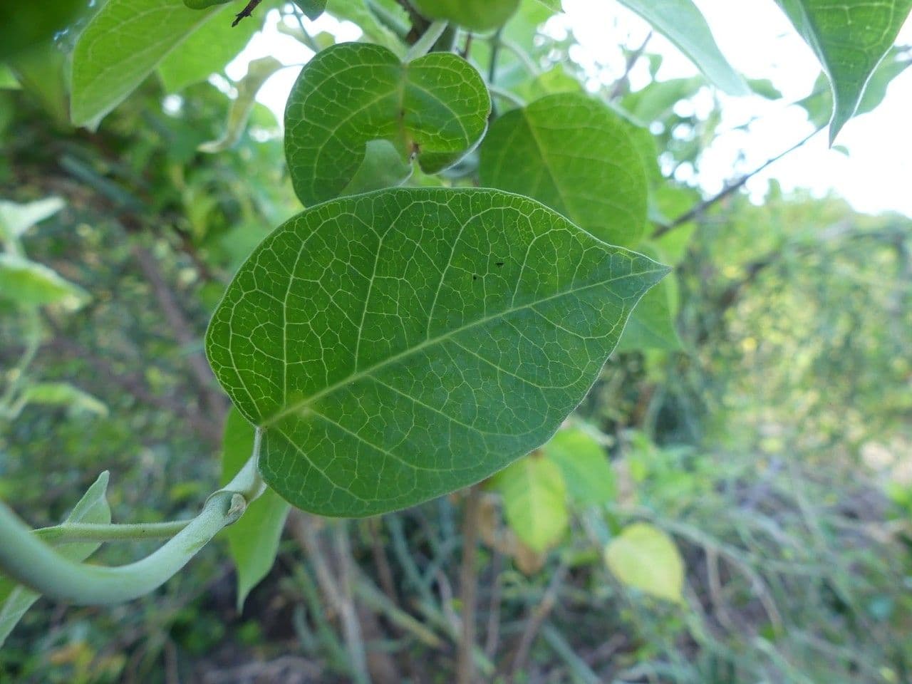 Leptadenia madagascariensis 10