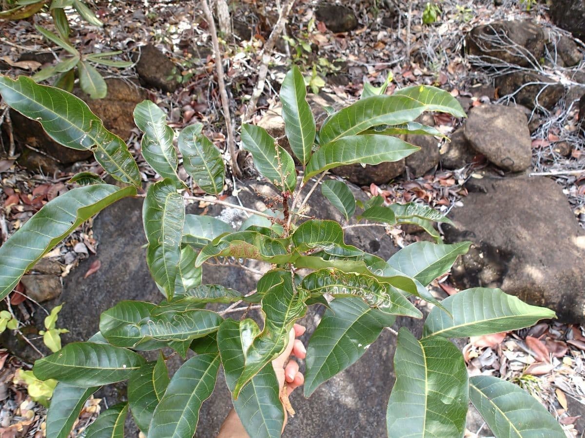 Euroschinus 4