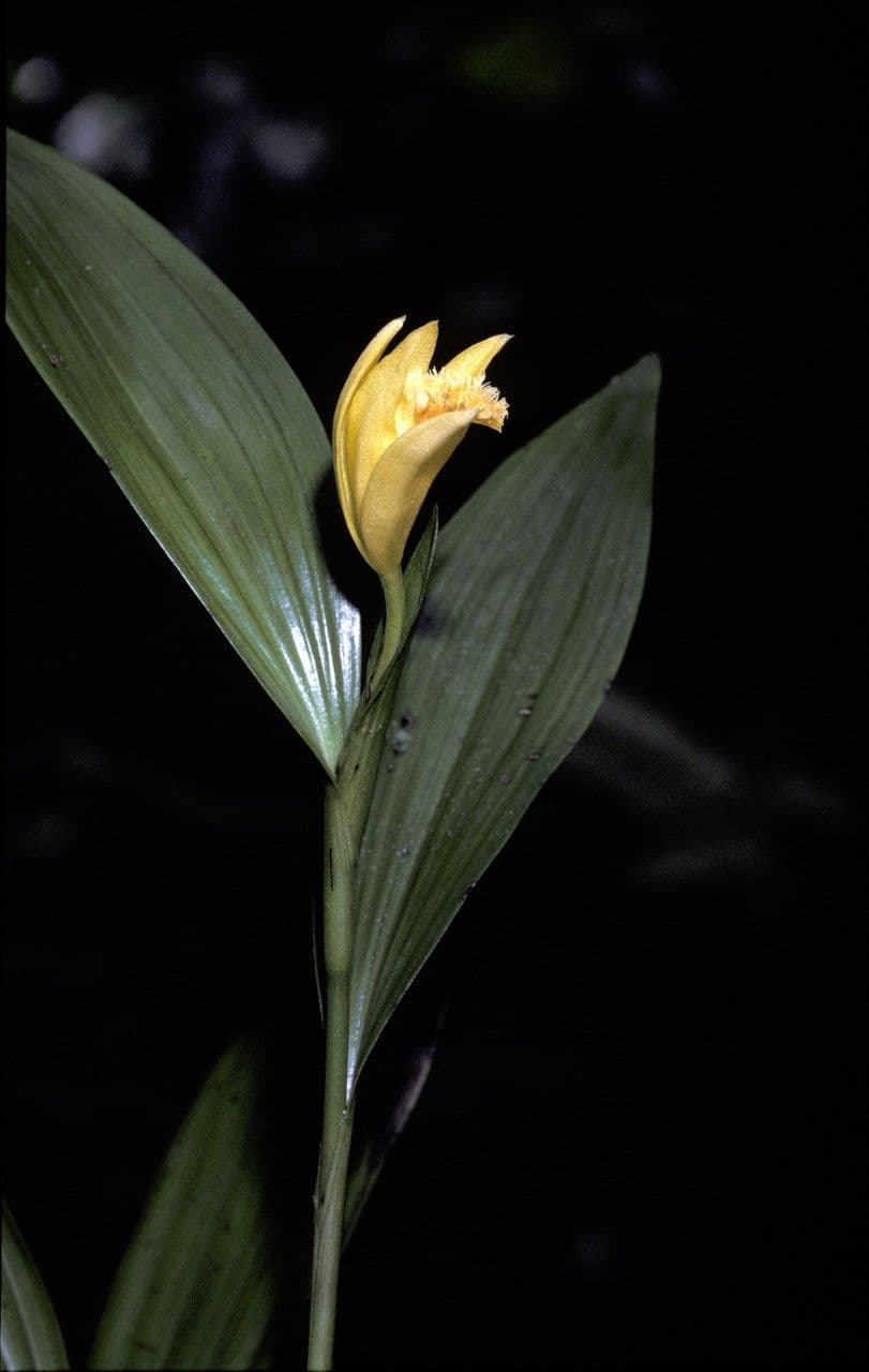Sobralia 2