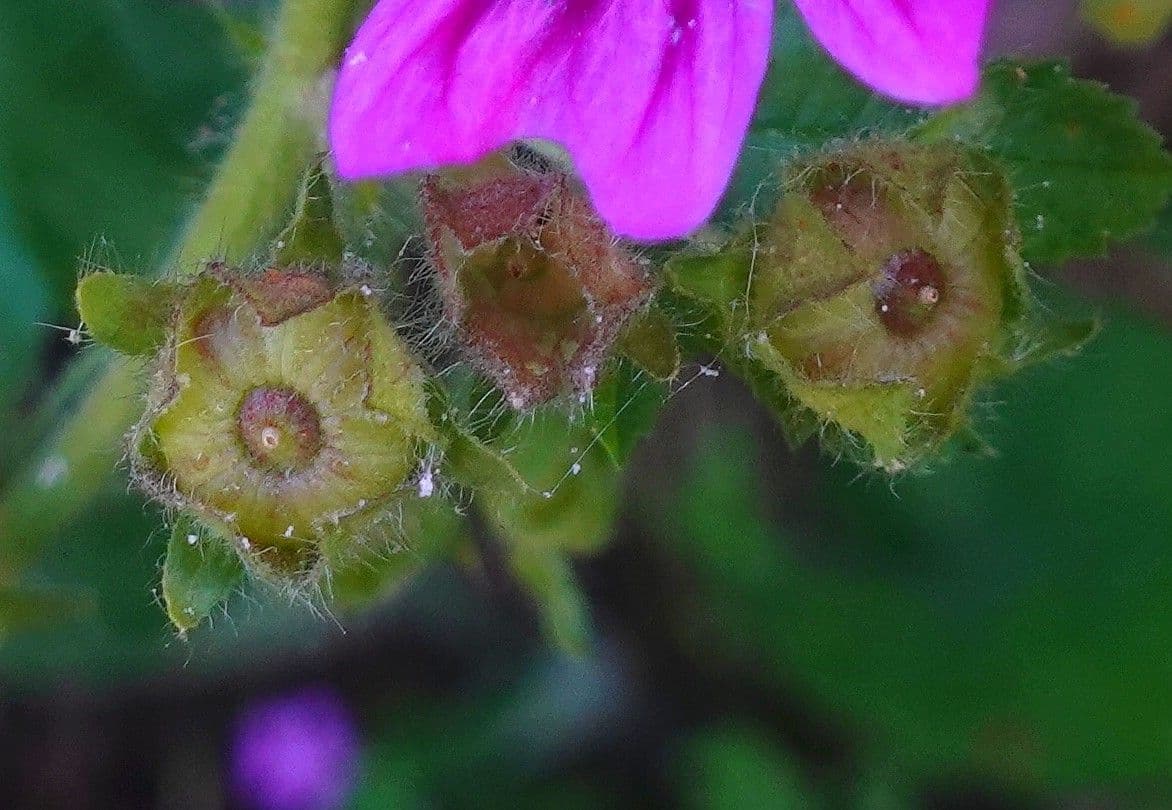 Malva selvatica