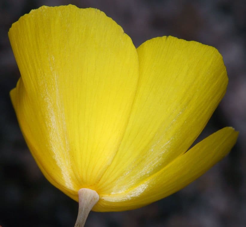 Wüsten-Mohn 2