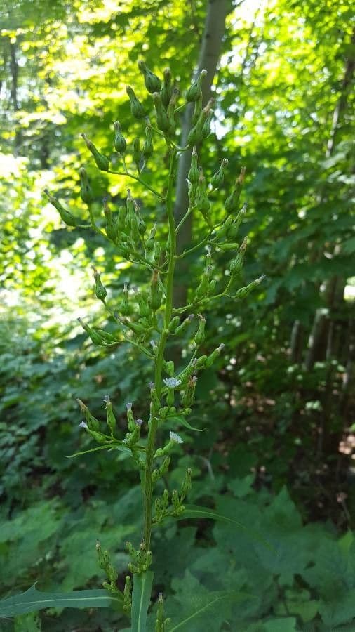 Lactuca 6